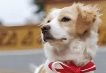 Congreso declara al perro pastor Chiribaya Patrimonio Cultural de la Nación